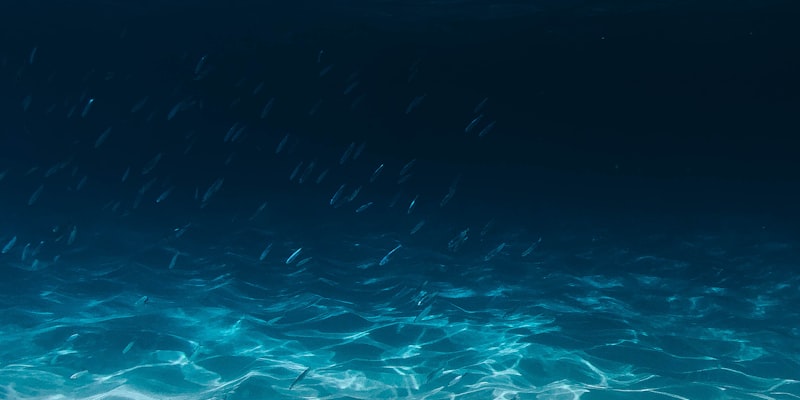 Global Fishing Watch